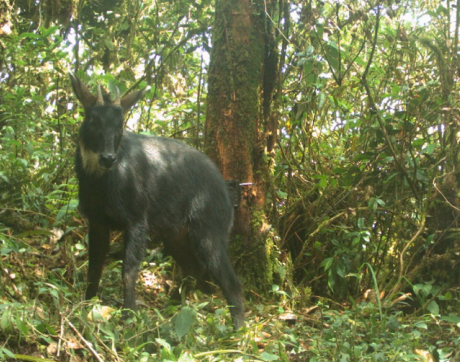 Linking climate vulnerability and future distribution for the threatened lesser-known species, Sumatran serow: A spatial conservation perspective