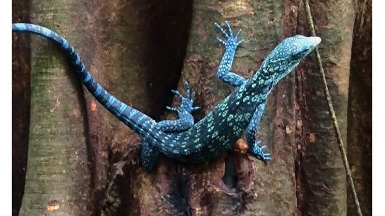 Nusantara Speciosa 2022-2025: Newsletter dari IUCN IdSSG
